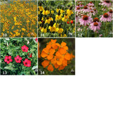 Garden Sprinkles Wildflowers | Best Seller | Spring Gifts