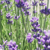 Garden Sprinkles | Lavender | Best Seller Spring Garden Gift